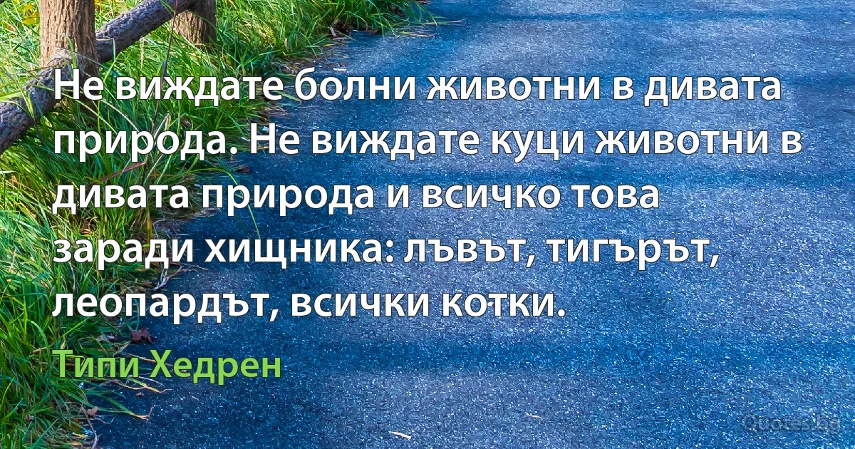 Не виждате болни животни в дивата природа. Не виждате куци животни в дивата природа и всичко това заради хищника: лъвът, тигърът, леопардът, всички котки. (Типи Хедрен)