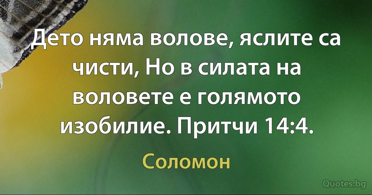 Дето няма волове, яслите са чисти, Но в силата на воловете е голямото изобилие. Притчи 14:4. (Соломон)