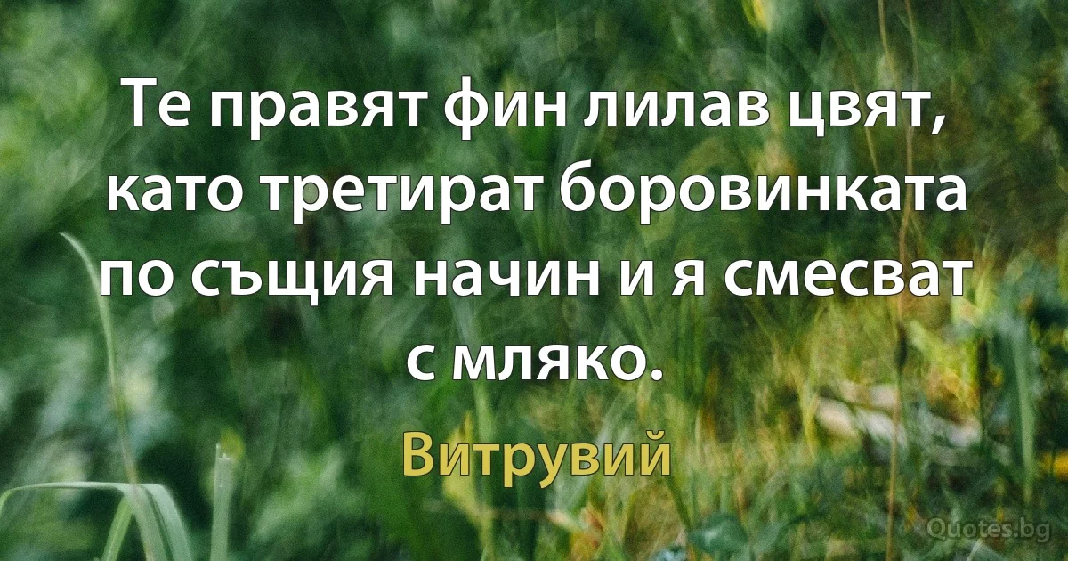 Те правят фин лилав цвят, като третират боровинката по същия начин и я смесват с мляко. (Витрувий)