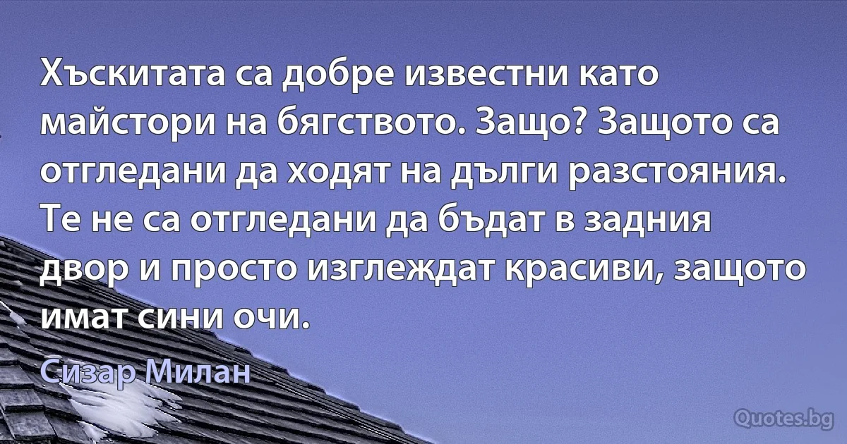 Хъскитата са добре известни като майстори на бягството. Защо? Защото са отгледани да ходят на дълги разстояния. Те не са отгледани да бъдат в задния двор и просто изглеждат красиви, защото имат сини очи. (Сизар Милан)