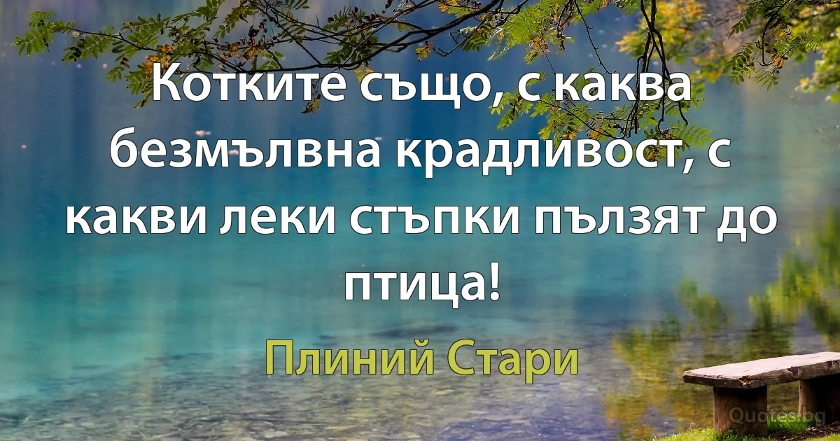 Котките също, с каква безмълвна крадливост, с какви леки стъпки пълзят до птица! (Плиний Стари)