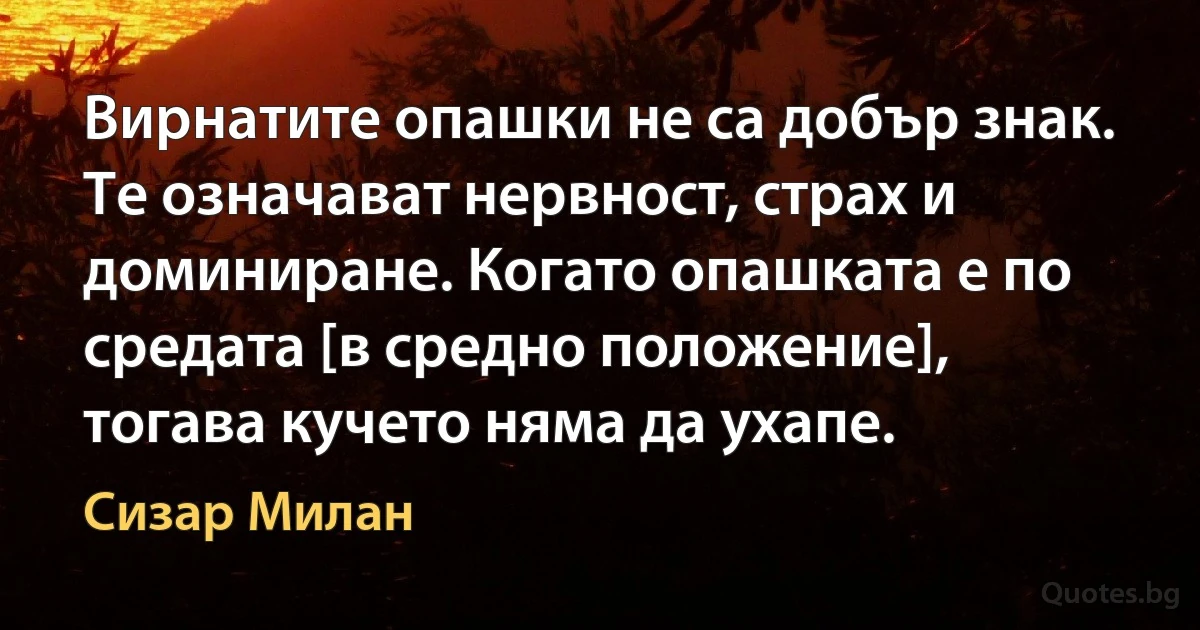 Вирнатите опашки не са добър знак. Те означават нервност, страх и доминиране. Когато опашката е по средата [в средно положение], тогава кучето няма да ухапе. (Сизар Милан)