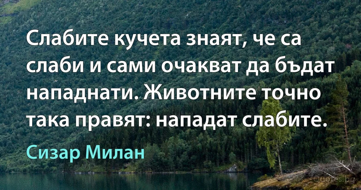 Слабите кучета знаят, че са слаби и сами очакват да бъдат нападнати. Животните точно така правят: нападат слабите. (Сизар Милан)