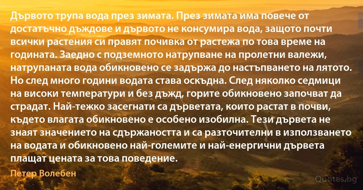 Дървото трупа вода през зимата. През зимата има повече от достатъчно дъждове и дървото не консумира вода, защото почти всички растения си правят почивка от растежа по това време на годината. Заедно с подземното натрупване на пролетни валежи, натрупаната вода обикновено се задържа до настъпването на лятото. Но след много години водата става оскъдна. След няколко седмици на високи температури и без дъжд, горите обикновено започват да страдат. Най-тежко засегнати са дърветата, които растат в почви, където влагата обикновено е особено изобилна. Тези дървета не знаят значението на сдържаността и са разточителни в използването на водата и обикновено най-големите и най-енергични дървета плащат цената за това поведение. (Петер Волебен)