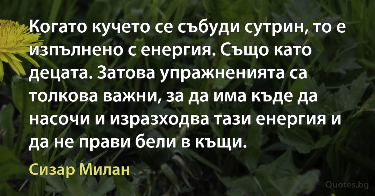 Когато кучето се събуди сутрин, то е изпълнено с енергия. Също като децата. Затова упражненията са толкова важни, за да има къде да насочи и изразходва тази енергия и да не прави бели в къщи. (Сизар Милан)