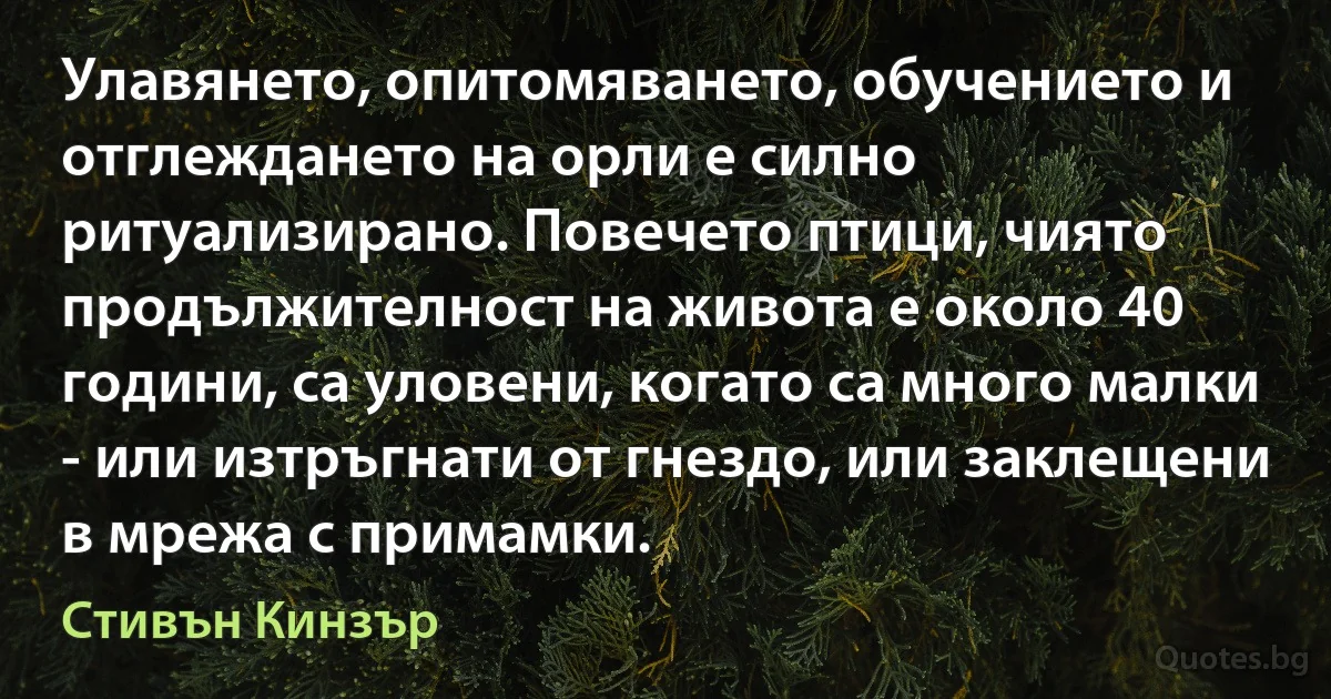 Улавянето, опитомяването, обучението и отглеждането на орли е силно ритуализирано. Повечето птици, чиято продължителност на живота е около 40 години, са уловени, когато са много малки - или изтръгнати от гнездо, или заклещени в мрежа с примамки. (Стивън Кинзър)