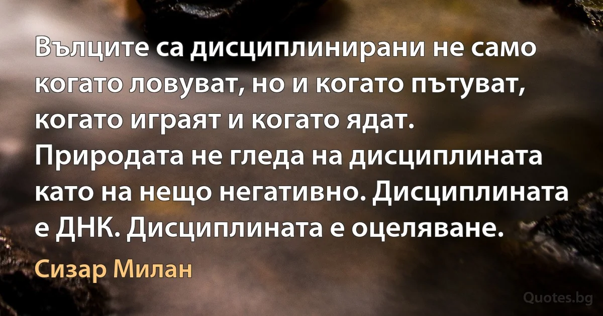 Вълците са дисциплинирани не само когато ловуват, но и когато пътуват, когато играят и когато ядат. Природата не гледа на дисциплината като на нещо негативно. Дисциплината е ДНК. Дисциплината е оцеляване. (Сизар Милан)